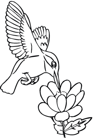 Hummingbird Drinks Nectar Coloring Page